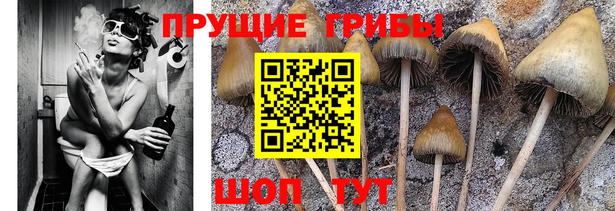 Псилоцибиновые грибы Cubensis Медногорск