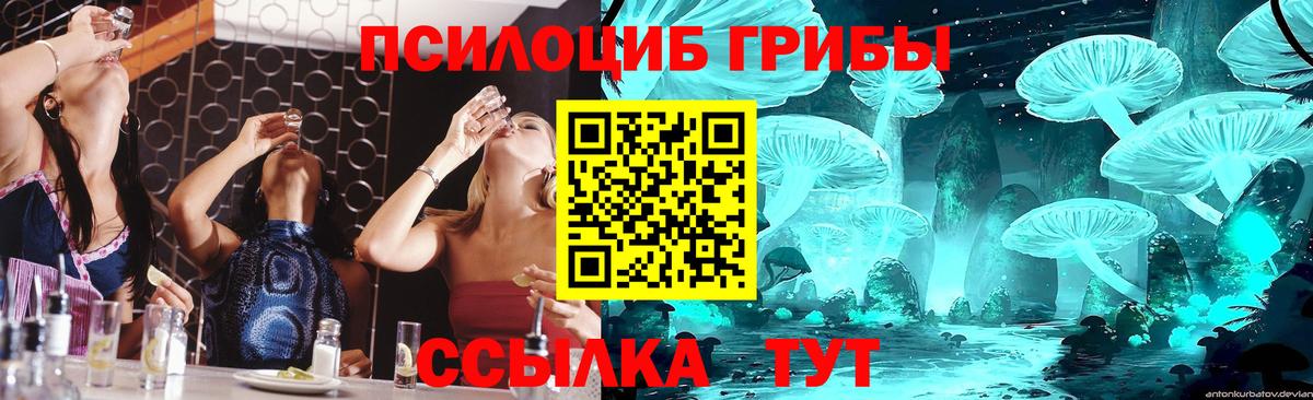 Медногорск  Псилоцибиновые грибы Cubensis  Вход с VPN 